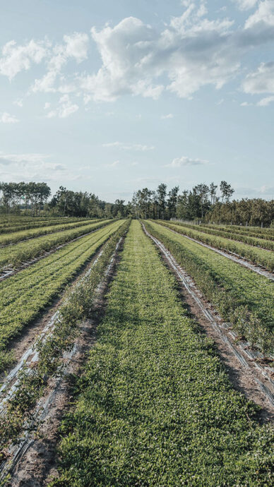 Verger du Terroir orchard